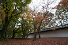 京都の紅葉【東福寺】②20201126