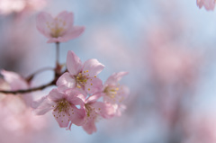 【新宿御苑(東海桜)】20150322