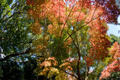 ささぶねの小路【紅葉】④20171119