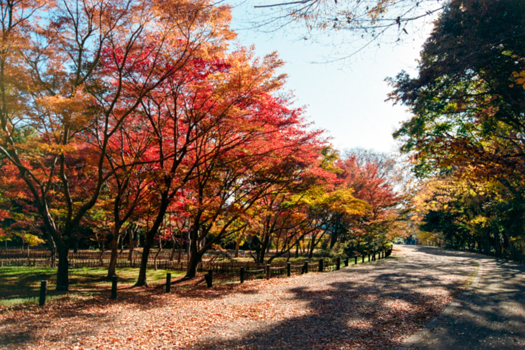 神代植物公園【かえで園：道沿いから見る紅葉】①20231202銀塩NLP