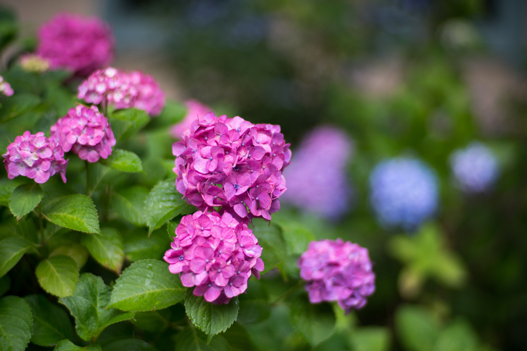 府中市郷土の森【アジサイ】④20200614