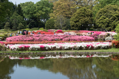 【神代植物公園(ツツジ)】③20150426