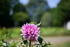 神代植物公園【ダリア(大桃花輪)】20250721