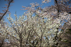 神代植物公園【ハナモモ：源平】①20190413