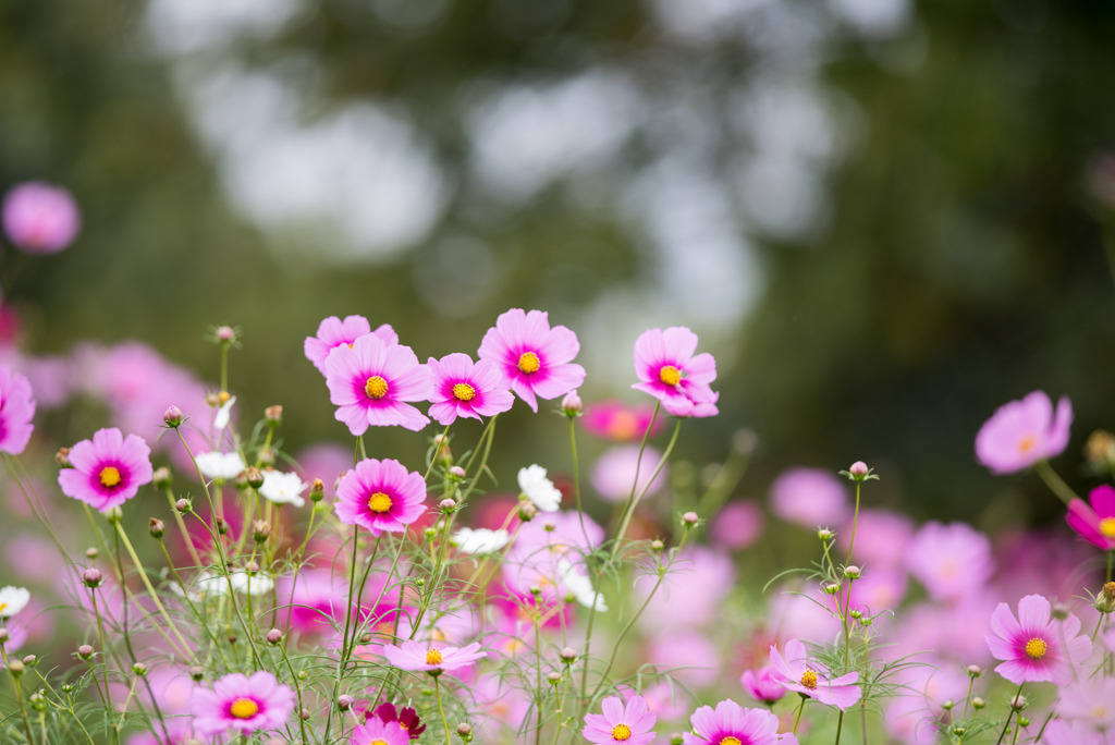 昭和記念公園【花の丘の花畑】③20191006