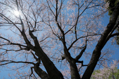 新宿御苑【桜：江戸彼岸】②20210323
