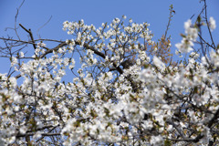 テリタビーズ公園【サクラ：大島桜】①20200322