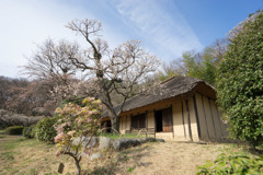 【薬師池公園の梅園】③20180318