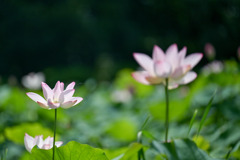 花菜ガーデン【田んぼたんぼの蓮(近景)】①20250713