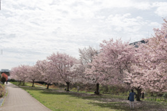 早朝ウォーキング桜巡り【早渕川沿いの桜並木】②20230324