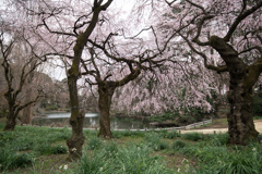 新宿御苑【桜：枝垂れ桜】②20230314