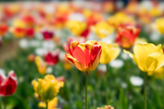 花菜ガーデン【チューリップ：FE100mmf2.8STF】③20210411