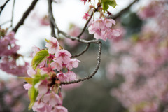 早春の新宿御苑【サクラ：修善寺寒桜】④20200307