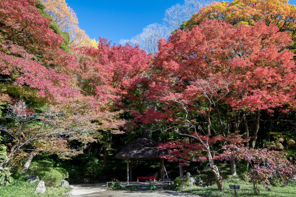 小石川後楽園【丸屋付近の紅葉】①20191130