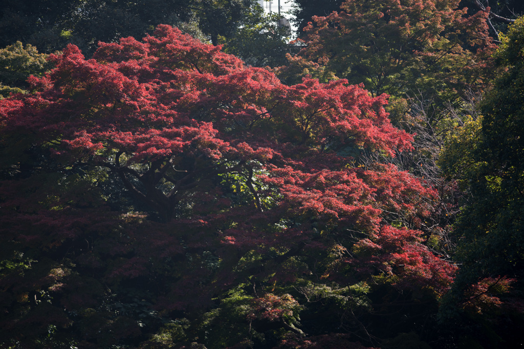 【新宿御苑(モミジ山)】①20141122