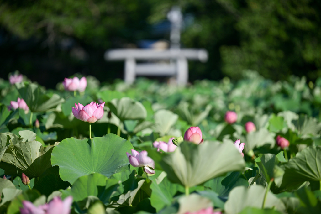 小山田神社【大賀蓮】①20250718