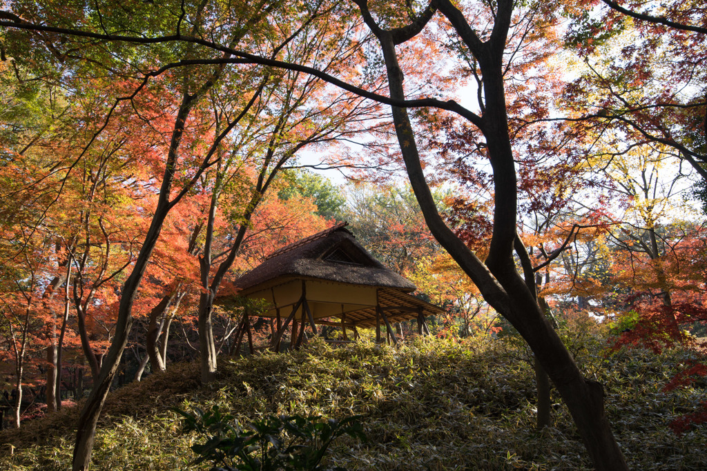六義園【紅葉：つつじ茶屋】②20171202