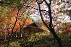 六義園【紅葉：つつじ茶屋】②20171202