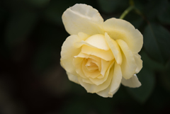 【生田緑地ばら苑(薔薇：エリナ)】20161016