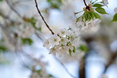 新宿御苑【サクラ：大島桜】①20250326