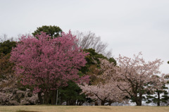 【相模原公園(寒桜とオカメ)】20160313