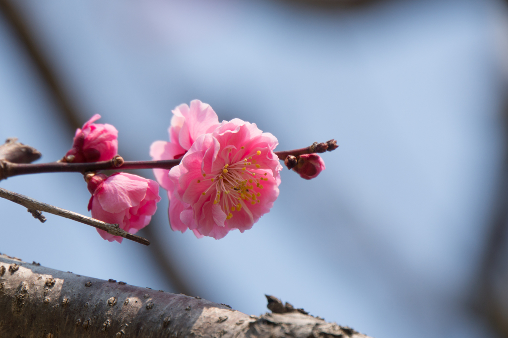 神代植物公園【梅：獅子頭】20170319
