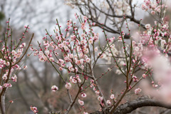 大倉山公園梅林【梅：八重旭】20190217