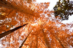 神代植物公園【メタセコイヤ】②20251130