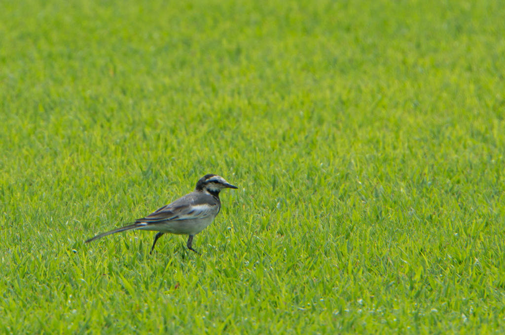 【大船植物園(鳥)】20160903