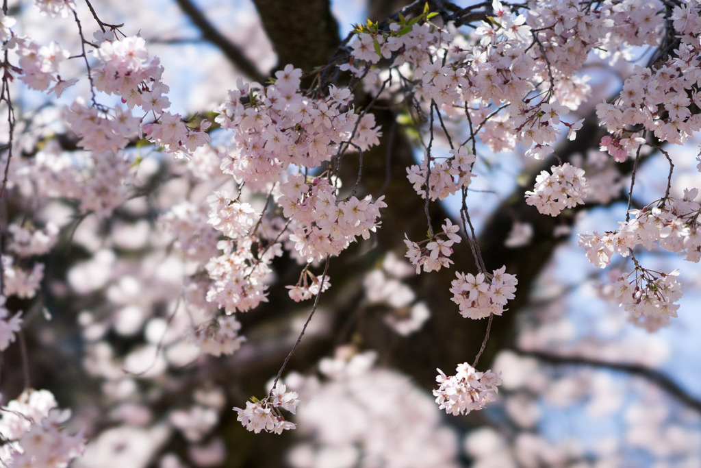 小石川後楽園【馬場桜】③20200320