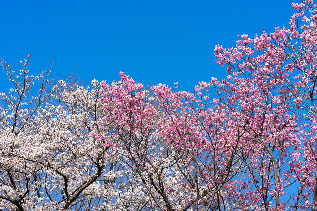 昭和記念公園【桜の園のサクラのアップ】①20200326