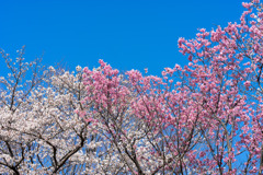 昭和記念公園【桜の園のサクラのアップ】①20200326