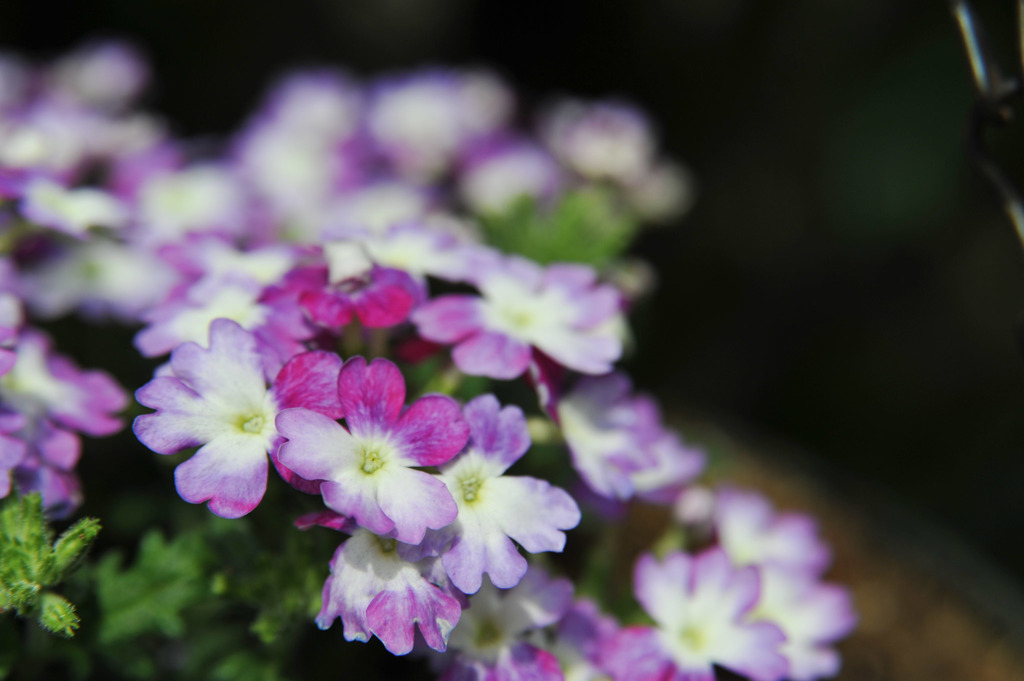 【庭の花(宿根バーベナ：スイートパフェ)】20160503