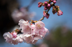 【大船植物園(大寒桜)】①20160305