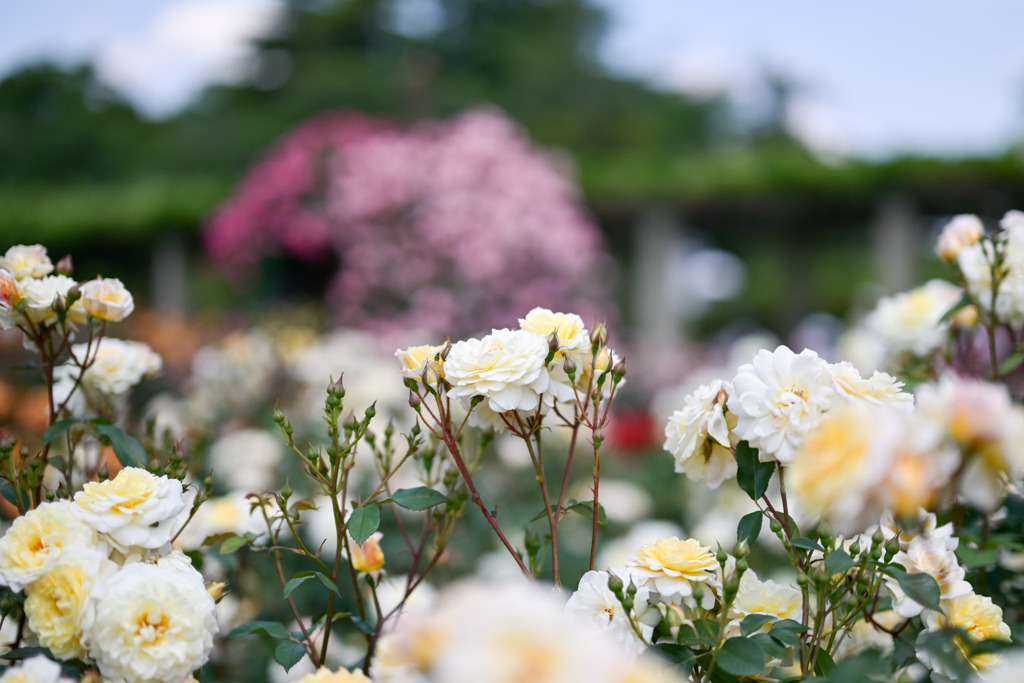 神代植物公園【春バラ：ムーン・スプライト】20250513