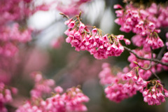 早春の神代植物公園【サクラ：寒緋桜】④20200315