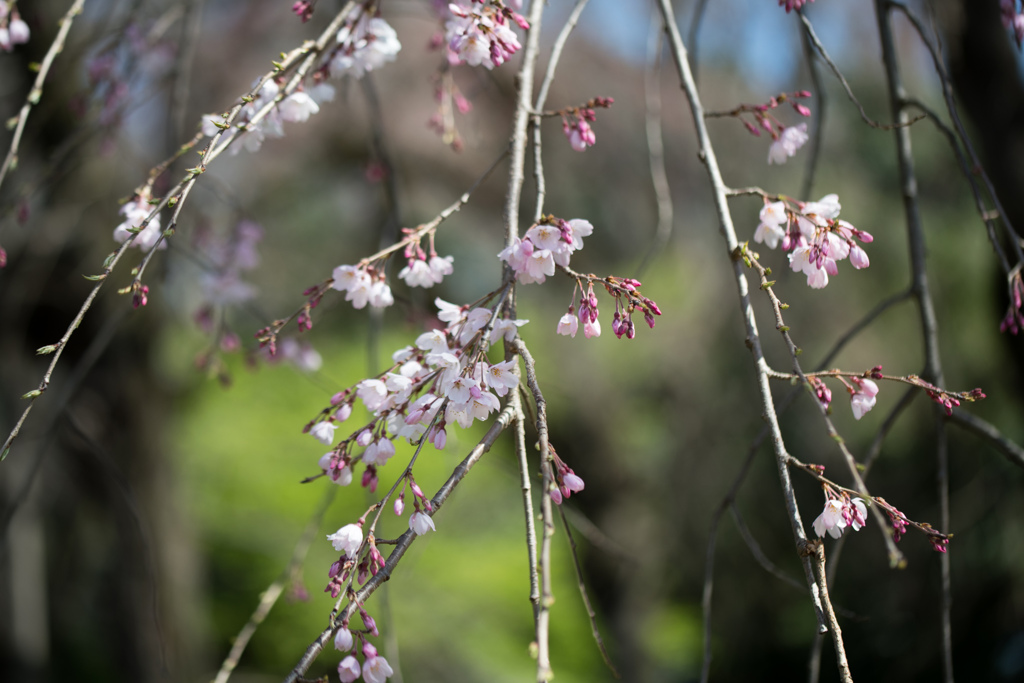 神代植物公園【枝垂れ桜】⑧20230319