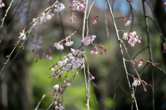神代植物公園【枝垂れ桜】⑧20230319