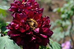 【鎌田藤】20140503