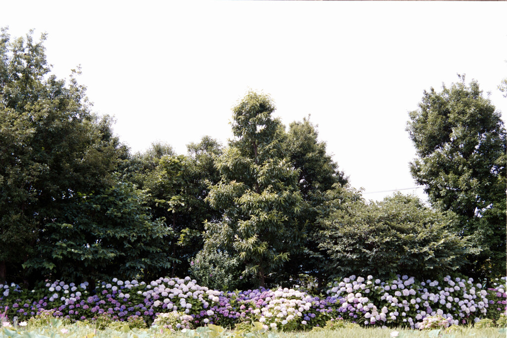 花菜ガーデン【アジサイの園路：紫陽花】①20210626銀塩NLP