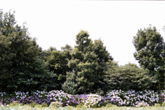 花菜ガーデン【アジサイの園路：紫陽花】①20210626銀塩NLP