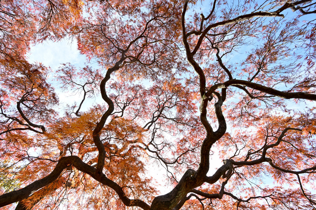 新宿御苑【中の池付近のタムケヤマ①  】②20251124