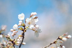 小石川植物園【桜：染井吉野】⑤20210323銀塩NLP