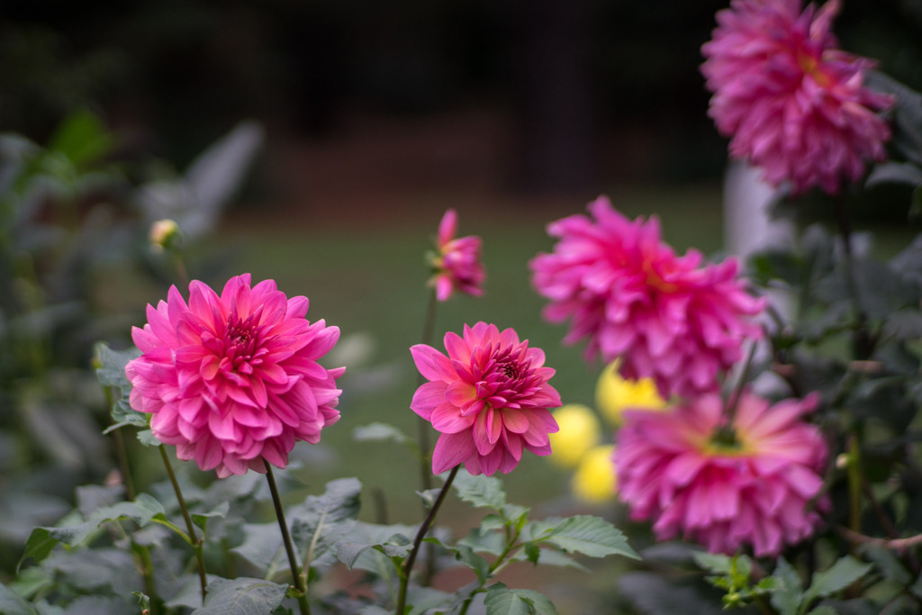 神代植物公園【ダリア：ロイヤルウディング】20191020