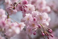 【昭和記念公園 (八重しだれ桜)】①20160409