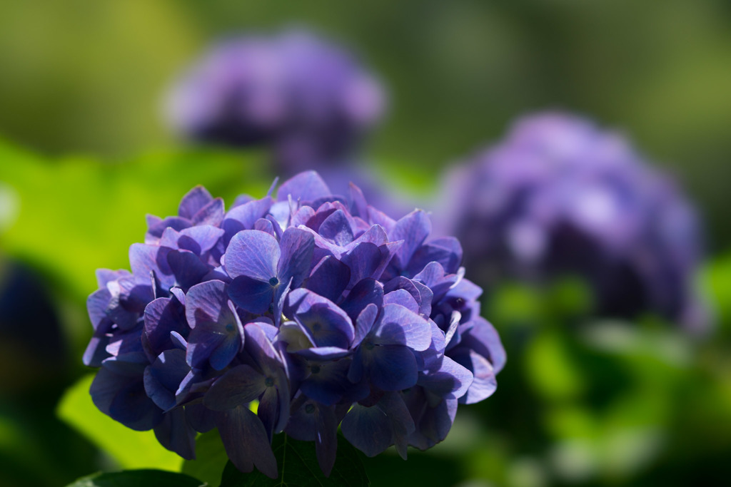 薬師池公園【青系紫陽花】③20170617