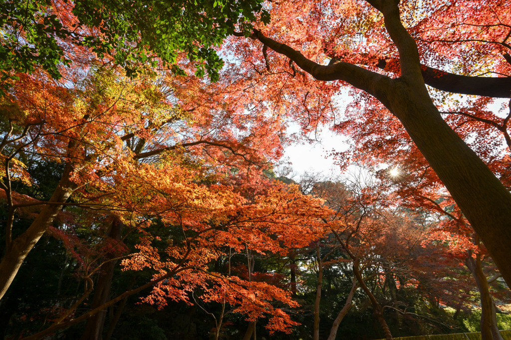 都内紅葉巡り【小石川後楽園：小櫃川付近】20251128