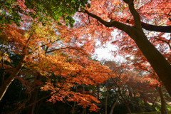 都内紅葉巡り【小石川後楽園：小櫃川付近】20251128