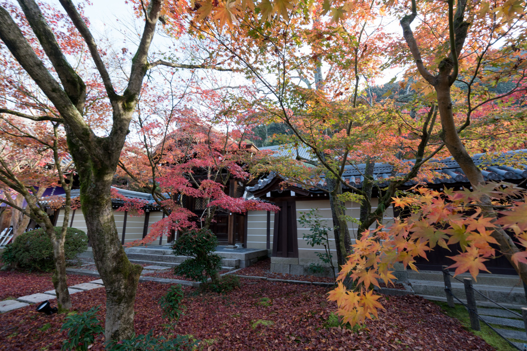 京都の紅葉【永観堂：唐門付近】②20201126