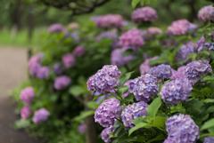 府中市郷土の森【群生するアジサイ】②20190629